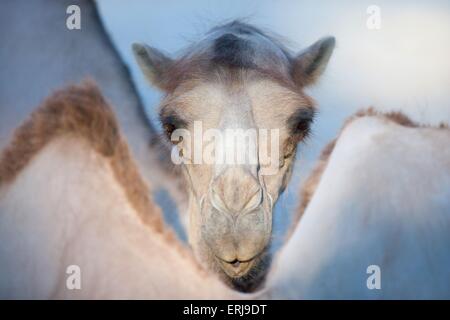 Bactrian camel Stock Photo