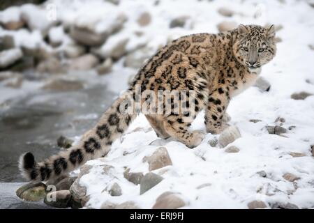 snow leopard Stock Photo