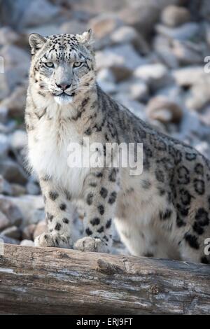 snow leopard Stock Photo