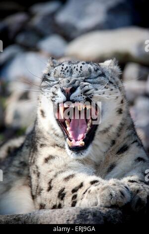 snow leopard Stock Photo