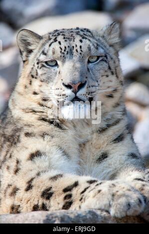 snow leopard Stock Photo