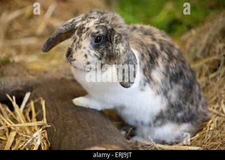lop-eared rabbit Stock Photo