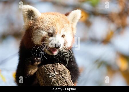 lesser panda Stock Photo