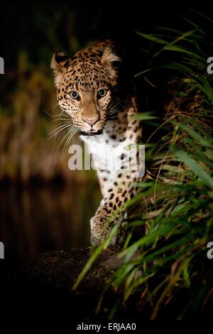 north china leopard Stock Photo