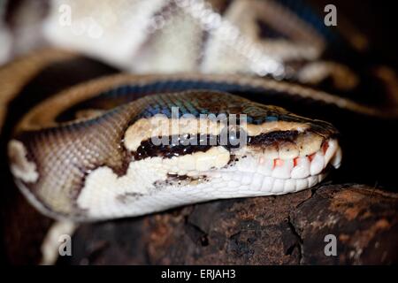 ball python Stock Photo