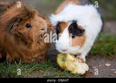 guinea pigs Stock Photo