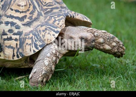 leopard tortoise Stock Photo