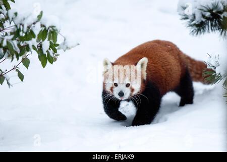 lesser panda Stock Photo