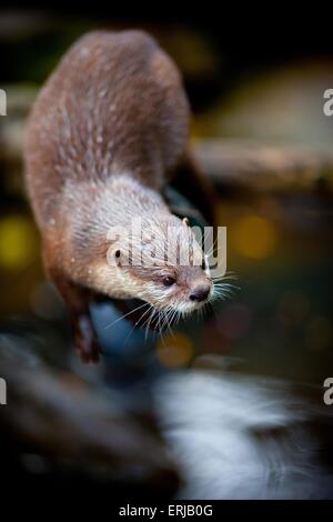 oriental small-clawed otter Stock Photo