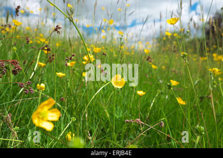 Titley, Herefordshire, UK  June 2015  Buttercup flowers enjoy a spell of calm sunny weather with broken cloud in a wildflower meadow. Stock Photo