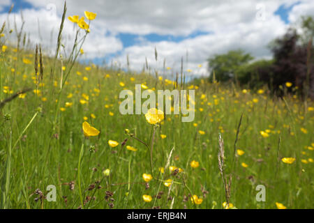 UK Weather Titley, Herefordshire, UK June 2015.  Buttercup flowers enjoy a spell of calm sunny weather with broken cloud in a wildflower meadow. Stock Photo
