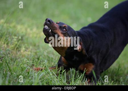 agressive Doberman Pinscher Stock Photo