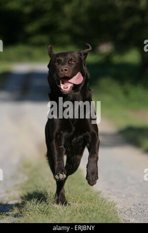 running Labrador Retriever Stock Photo