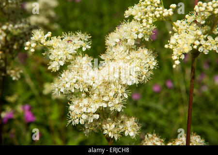 UK, England, Derbyshire, Dovedale, riverbank River Dove, wild white meadowsweet Filipendula ulmaria Stock Photo