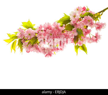sakura flowers isolated on white background Stock Photo - Alamy
