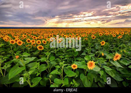 Sunflowers field before the storm  with stormy clouds sky and sun rays Stock Photo