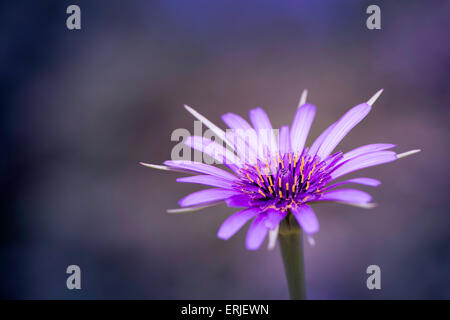 Hairless Blue Sow-thistle flower Stock Photo