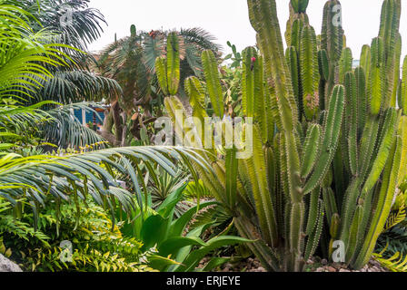 Changi Airport, Singapore. Rooftop Cactus garden.