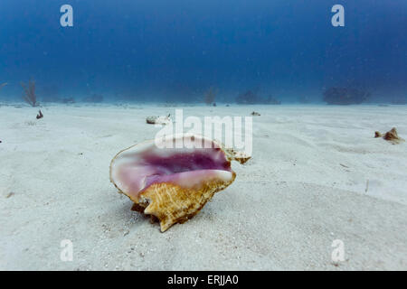 Close-up view of single conch shell on the sand on the ocean floor in clear waters off Honduras  coast Stock Photo