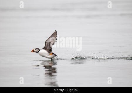 Puffin (Fratercula arctica) adult in breeding plumage, running across the surface of the sea in order to take flight. Farne Isla Stock Photo
