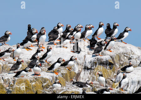 A large group of puffins (Fratercula arctica), adults in breeding plumage, gathered on the rocks of Inner Farne, Farne Islands, Stock Photo