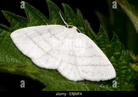 Common white wave moth (Cabera pusaria) resting on a stinging nettle leaf at RSPB Strumpshaw Fen, Norfolk. June. Stock Photo