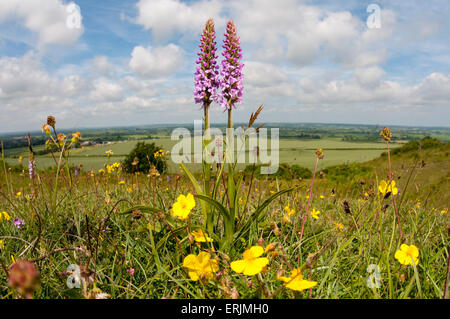 Two flower spikes of chalk fragrant-orchid (Gymnadenia conopsea) growing in a wildflower meadow at Ivinghoe Beacon, Buckinghamsh Stock Photo