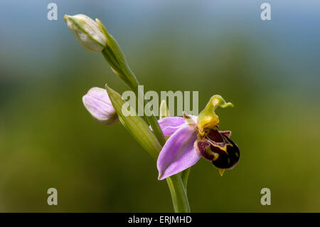 A single spike of bee orchid (Ophrys apifera) with one bloom and two buds, growing in a wildflower meadow at Ivinghoe Beacon, Bu Stock Photo