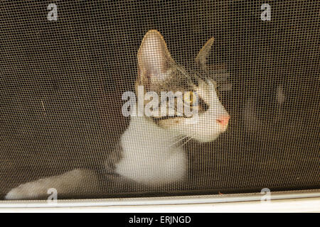 Tiger striped tabby kitten looking through screen door. Stock Photo