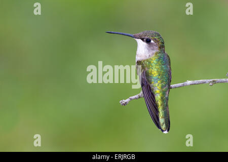 A female ruby-throated hummingbird perched on a small branch. Stock Photo