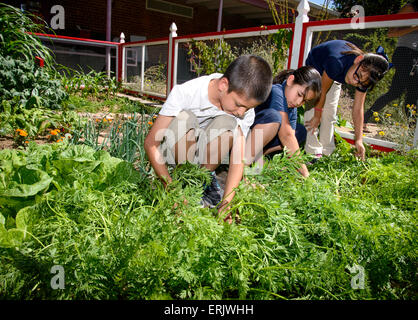 Manzo Elementary School students work in the school's organic garden, Tucson, Arizona, USA. Stock Photo