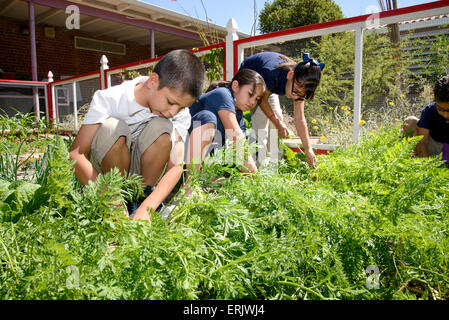 Manzo Elementary School students work in the school's organic garden, Tucson, Arizona, USA. Stock Photo