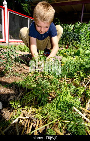 Manzo Elementary School student, Zander Madden, 7, works in the school's organic garden, Tucson, Arizona, USA. Stock Photo