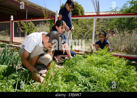 Manzo Elementary School students work in the school's organic garden, Tucson, Arizona, USA. Stock Photo