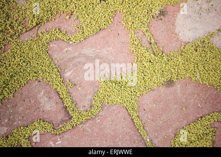 Brick footpath background Stock Photo