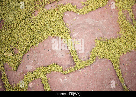 Brick footpath background Stock Photo