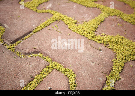 Brick footpath background Stock Photo