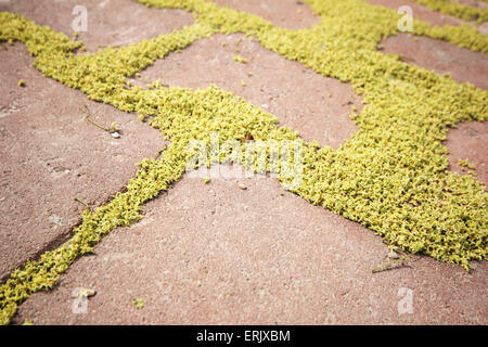 Brick footpath background Stock Photo