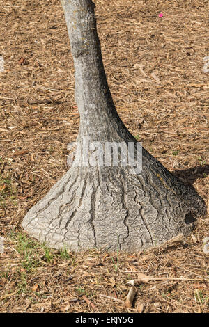 Elephant Foot Tree in 'Wrigley Memorial Botanical Garden' on Catalina Island Stock Photo