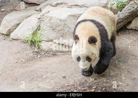 'Giant Panda Bear' Cub at San Diego Zoo. Stock Photo