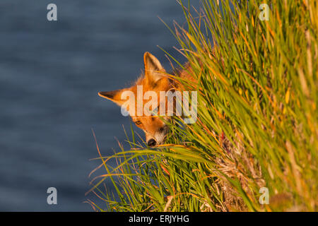 USA,Hunting,Red Fox,Wild,Round Island Stock Photo