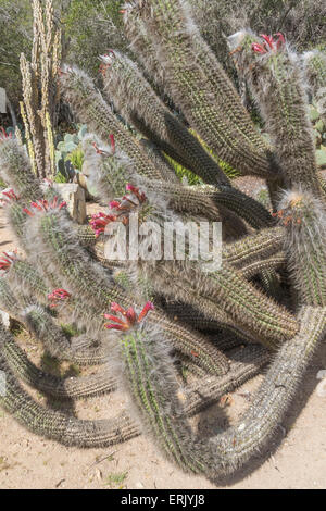 'Old Man of the Mountain Cactus' in 'Wrigley Memorial Botanical Garden' on Catalina Island Stock Photo