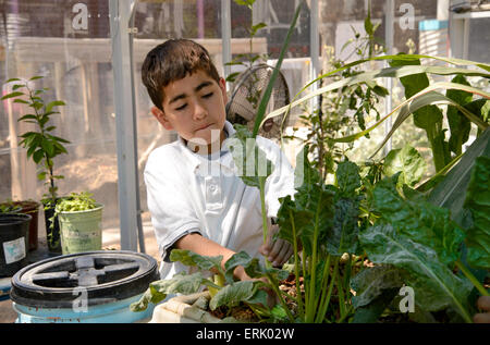 Manzo Elementary School 5th grader, Michael Perez, 10, work in the school's organic greenhouse garden, Tucson, Arizona, USA. Stock Photo