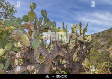 'Opuntia streptacantha' Prickly Pear Cactus in 'Wrigley Memorial Botanical Garden' on Catalina Island Stock Photo