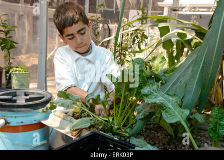 Manzo Elementary School 5th grader, Michael Perez, 10, work in the school's organic greenhouse garden, Tucson, Arizona, USA. Stock Photo