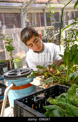 Manzo Elementary School 5th grader, Michael Perez, 10, work in the school's organic greenhouse garden, Tucson, Arizona, USA. Stock Photo