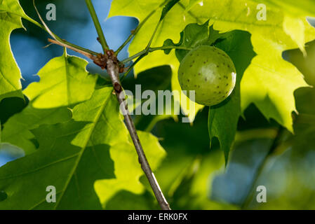 Oak Apples are the homes and food source of gall wasp larvae in the Family Cynipidae. Stock Photo