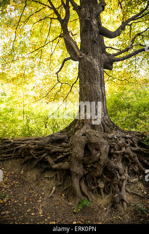 Large maple tree with exposed roots Stock Photo - Alamy