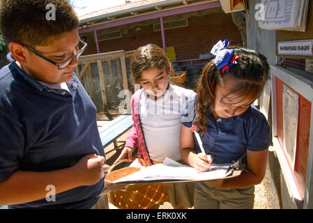 Manzo Elementary School 4th grade students collect eggs from the chickens in the school's organic garden, Tucson, Arizona, USA. Stock Photo