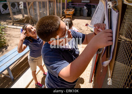 Manzo Elementary School 4th grade students collect eggs from the chickens in the school's organic garden, Tucson, Arizona, USA. Stock Photo